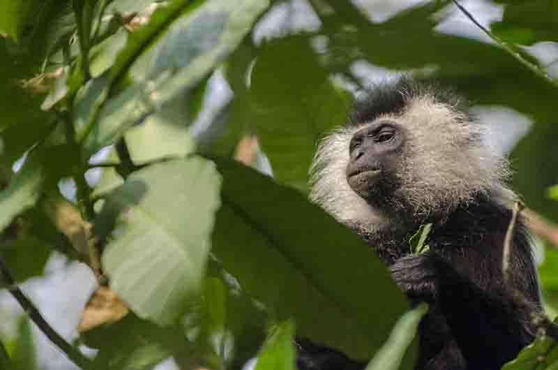 Mono Colobo de Angola - parque nacional de Nyungwe - Ruanda 03.jpg